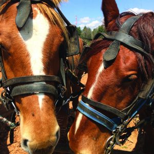 horse team closeup
